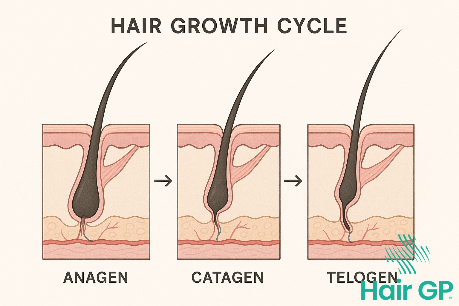 Diagram illustrating the three phases of eyelash hair growth cycle