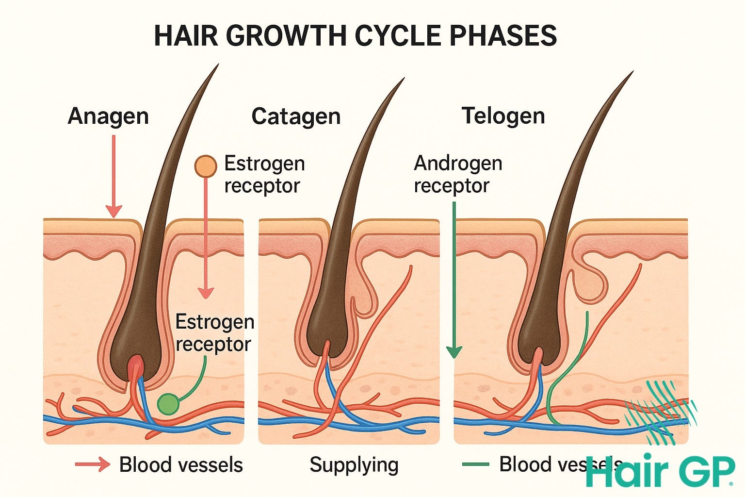 Diagram showing how hormones affect different phases of the hair growth cycle