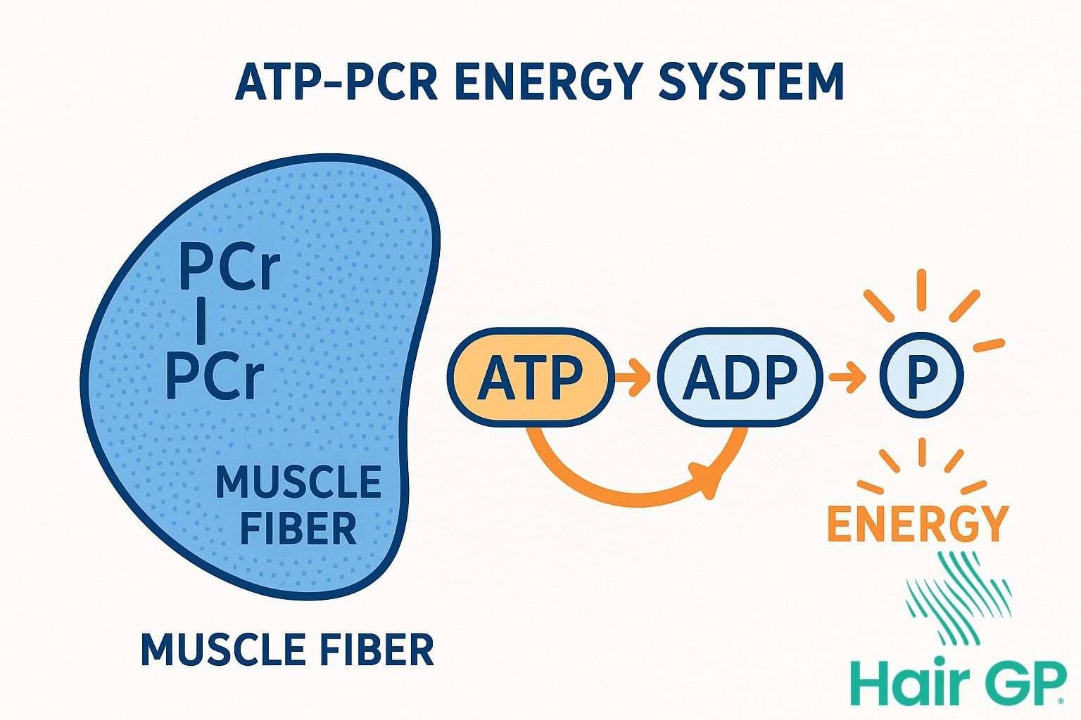 Diagram showing how creatine works in muscle cells to produce ATP energy