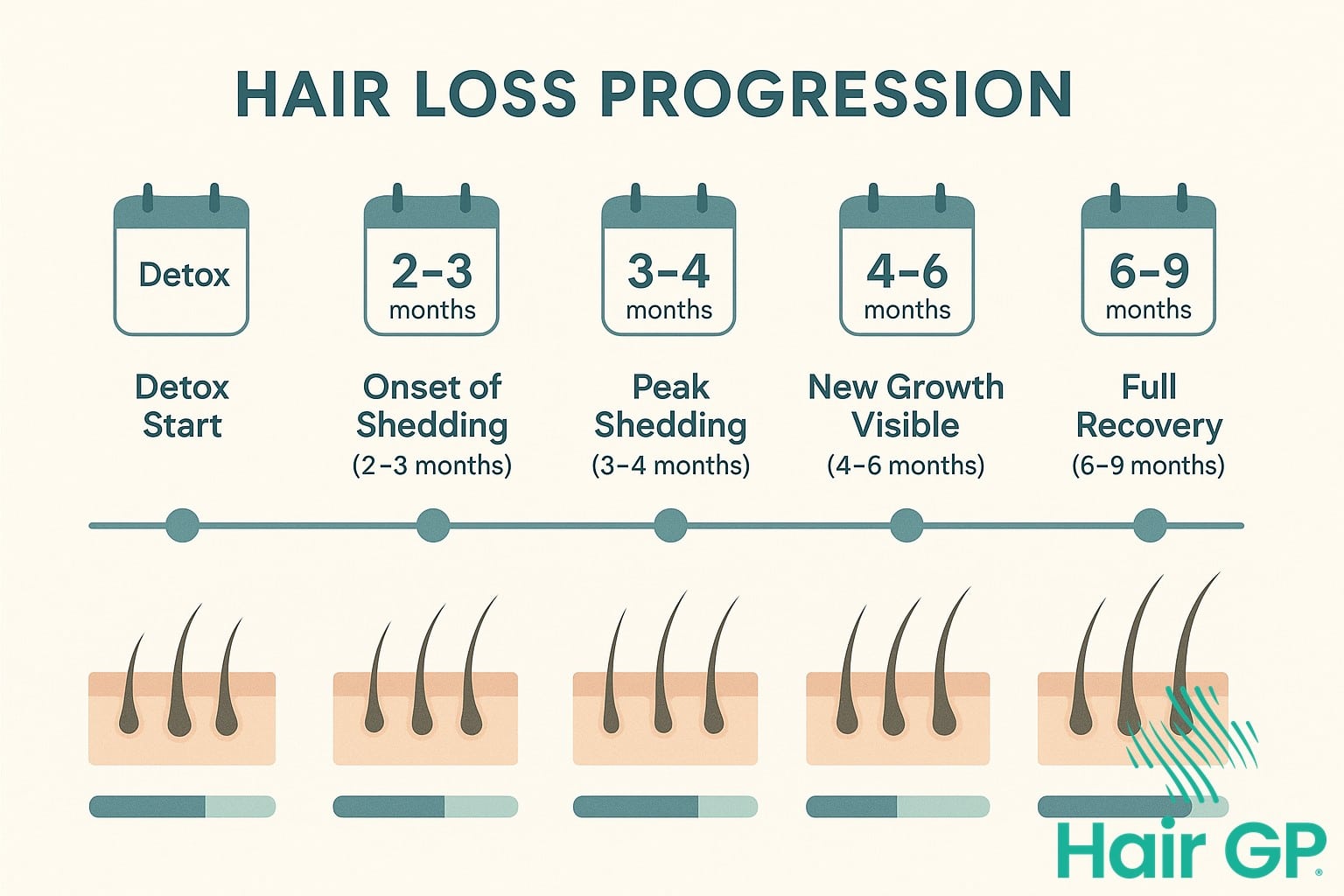 Infographic showing timeline of hair loss and regrowth after detox