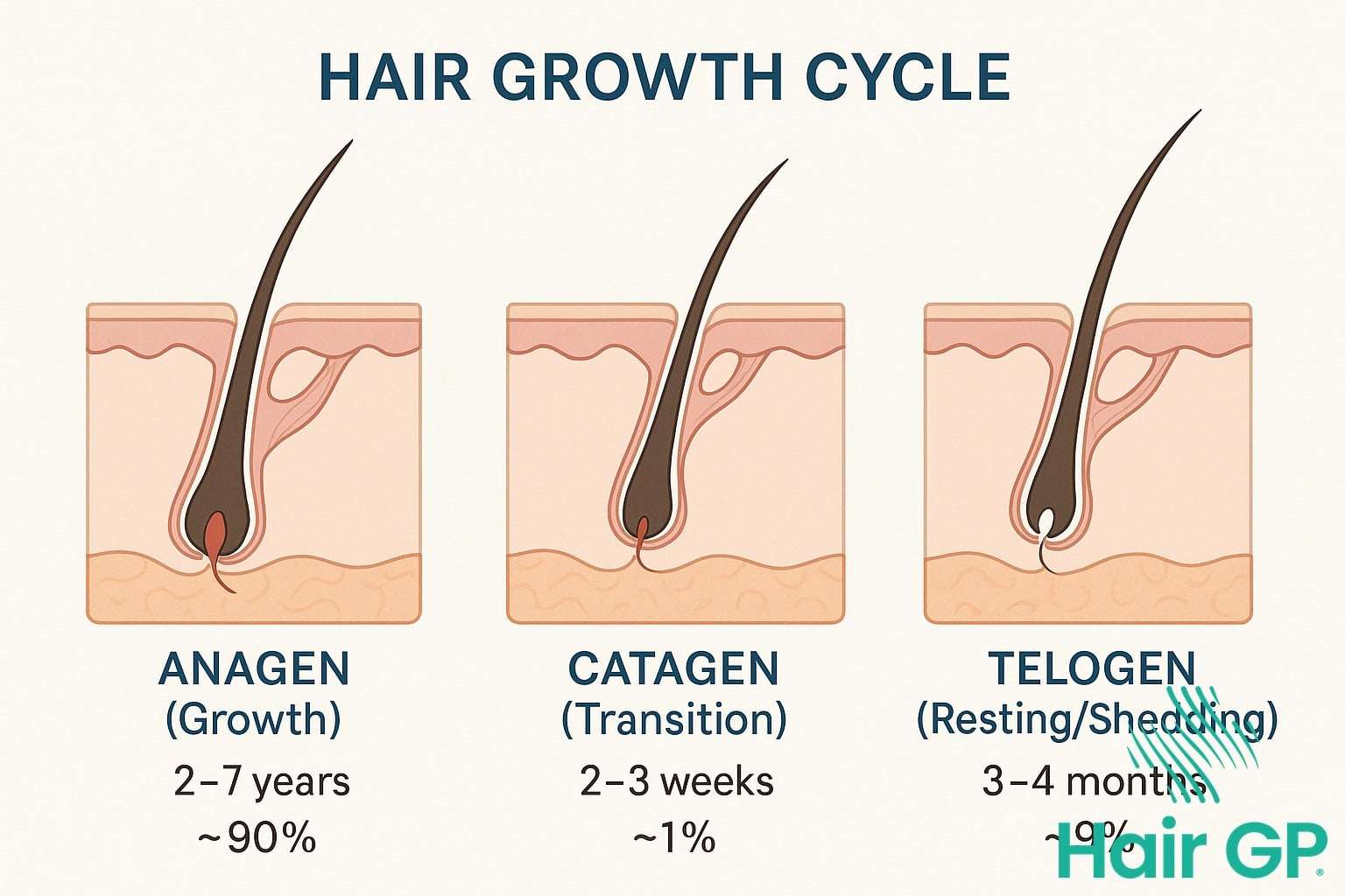 Diagram showing anagen catagen telogen phases of hair growth cycle