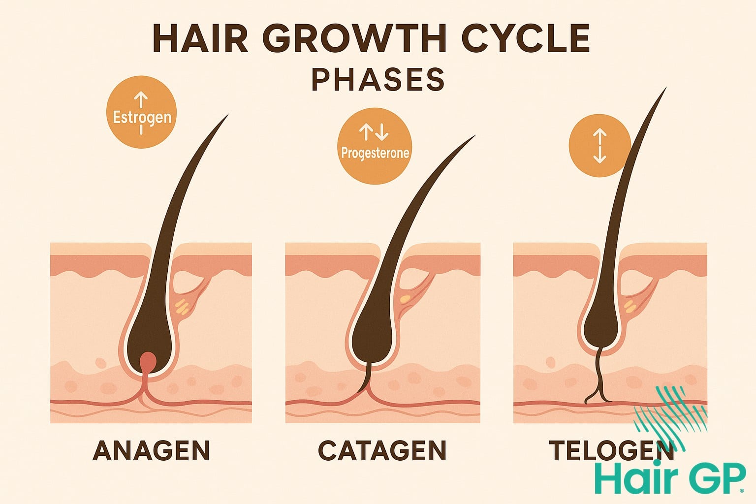 Hair growth cycle diagram showing hormonal influence on follicle development
