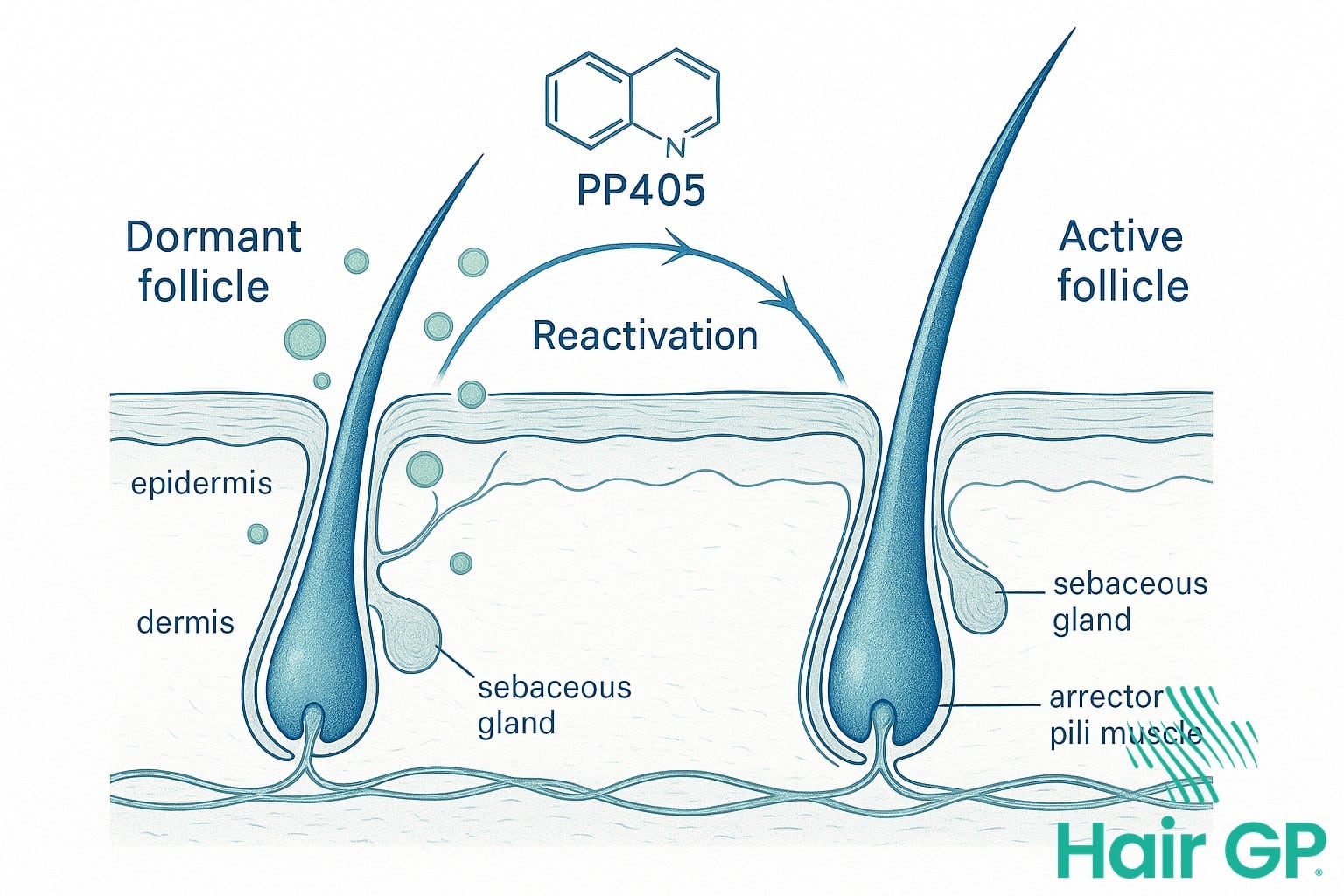 PP405 mechanism of action on dormant hair follicles diagram